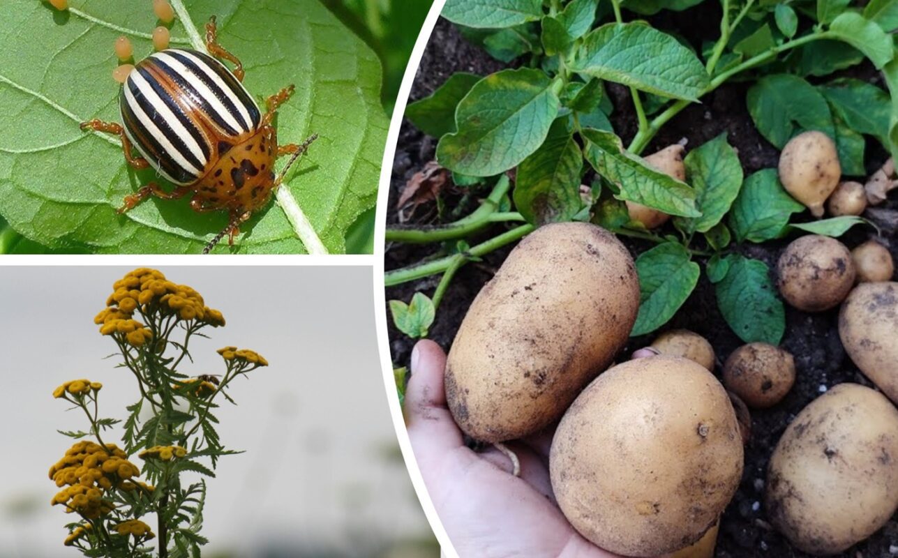 Агрономи розповіли, що посадити поруч з картоплею, щоб не було колорадських жуків