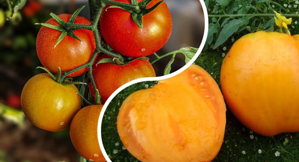 2 ключові дії – до цвітіння і після: помідори з таким поливом витримають і град, і спеку 