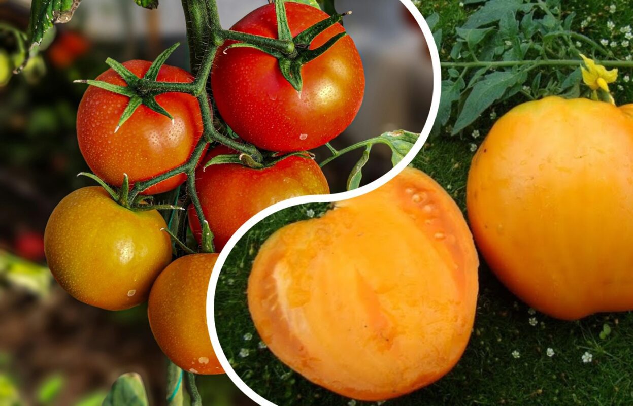 Агрономи розповіли, чим підживити помідори для збільшення урожаю
