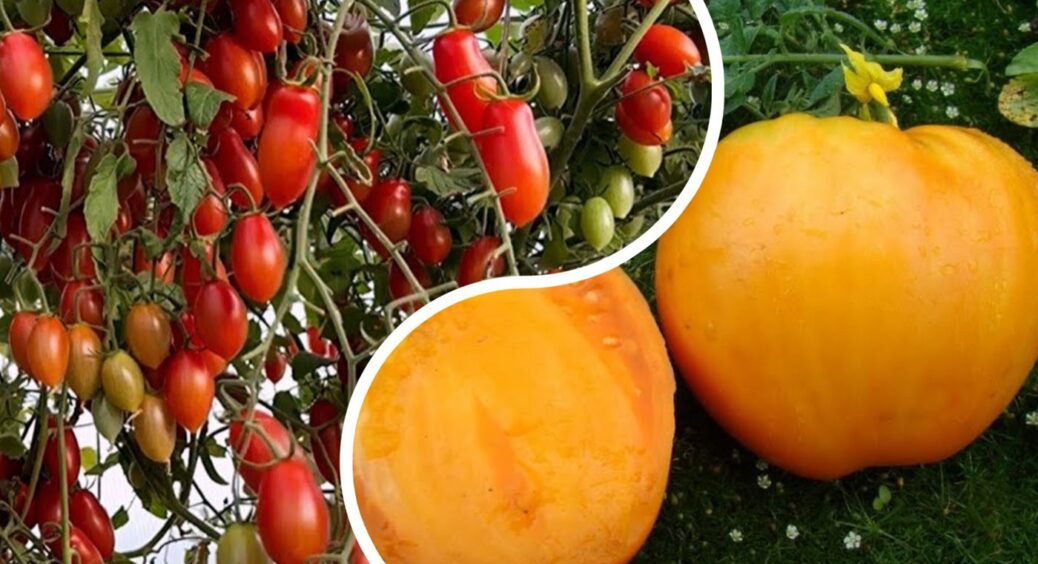 Найсолодші помідори, яких ніде не знайти: ці 3 сорти можна посадити, але їх не знайти на ринку 