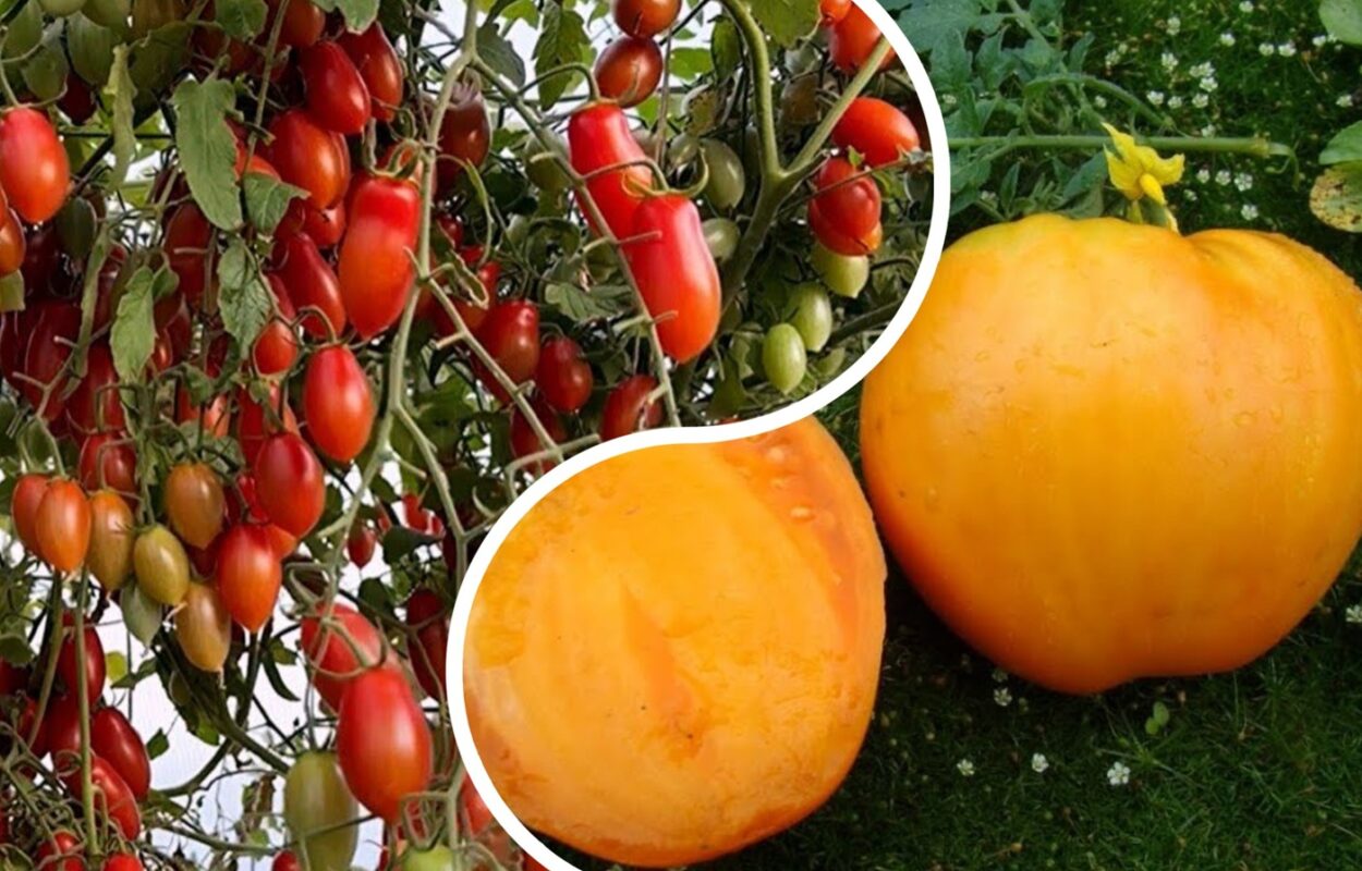 Агрономи назвали 3 найсолодших сорти помідорів