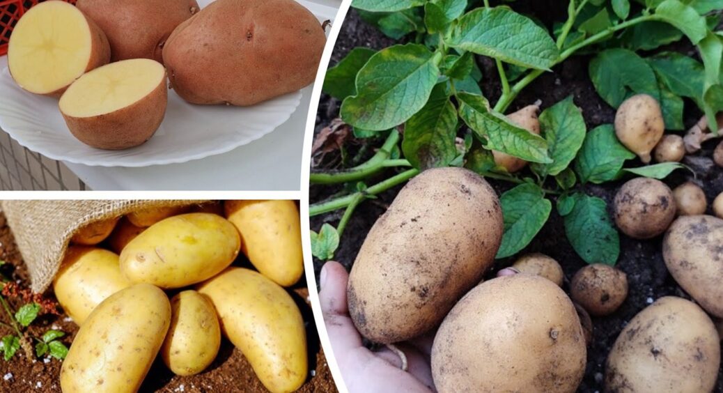 На Полтавщині обирають лише 3 сорти картоплі — зберігаються по 8 місяців без льоху 