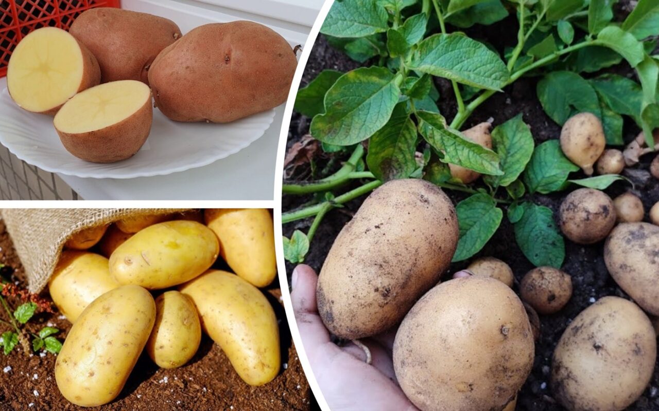 Агрономи назвали 3 сорти картоплі, які найкраще зберігаються