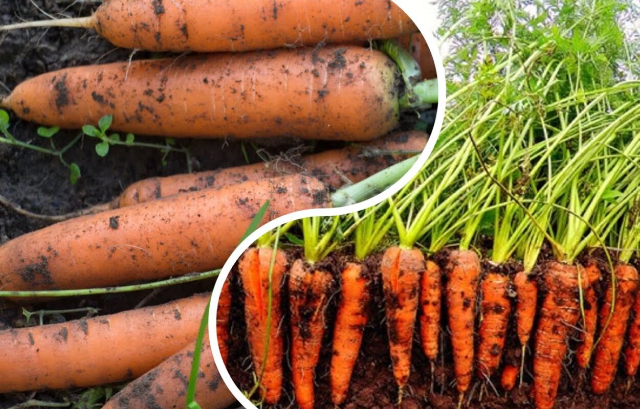 Агрономи назвали 3 сорти моркви, які найкраще зберігаються