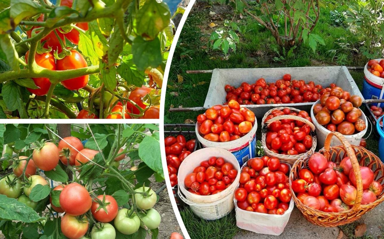 Експерти розповіли, чим полити розсаду помідорів, щоб мати великий урожай