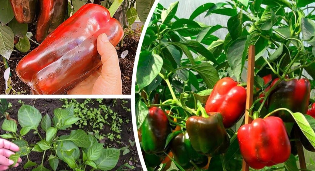 Урожай перцю 2026 гарантований: 3 найкращі сорти для посіву у Чернівцях і Карпатах 