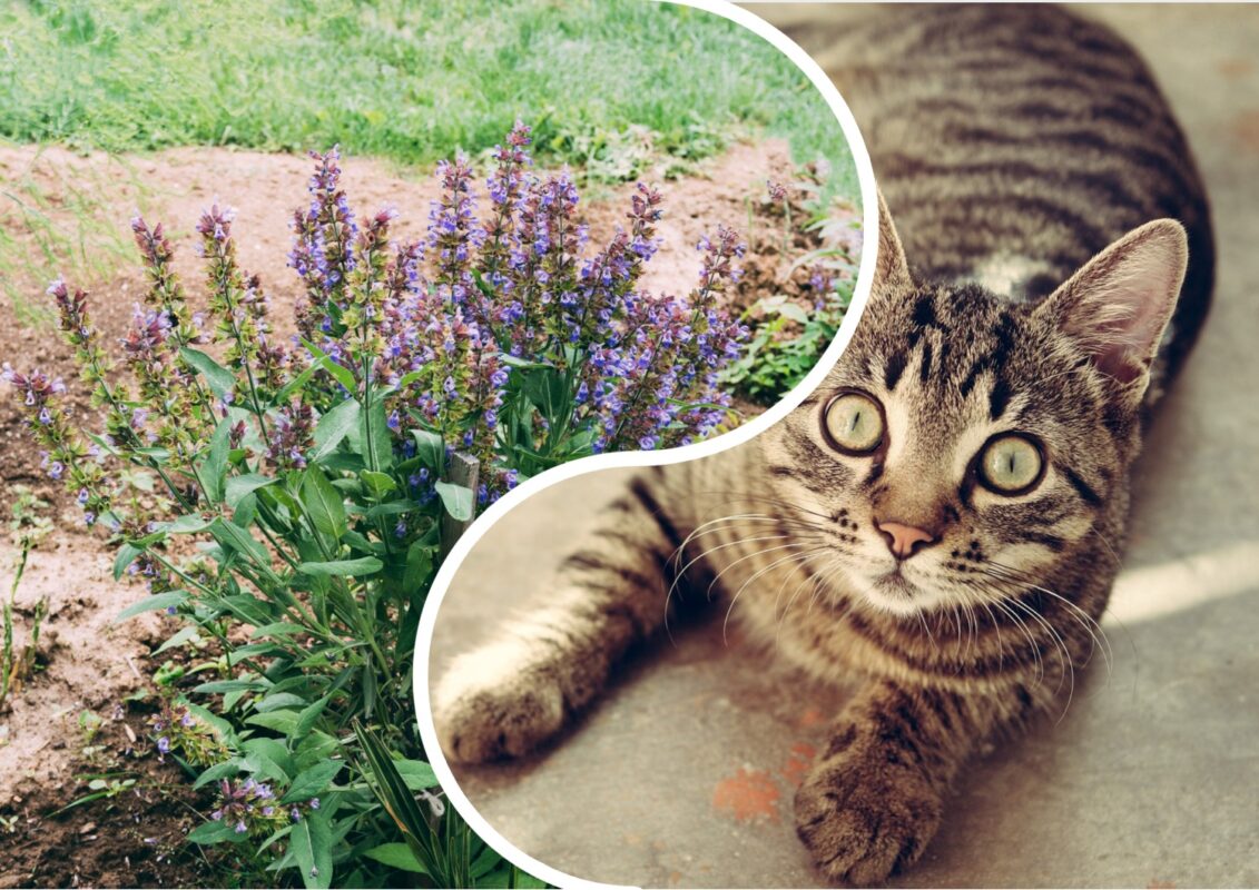 Експерти розповіли, яку рослину посадити вздовж доріжок проти комарів