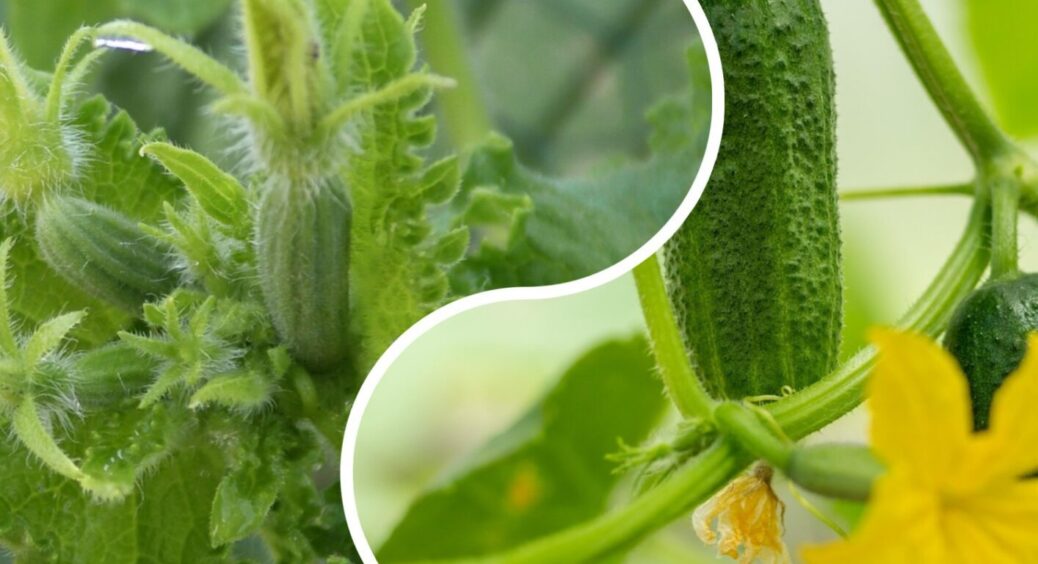 Ранок, обід чи вечір? Городники назвали ідеальний час доби для посадки розсади огірків на грядки 