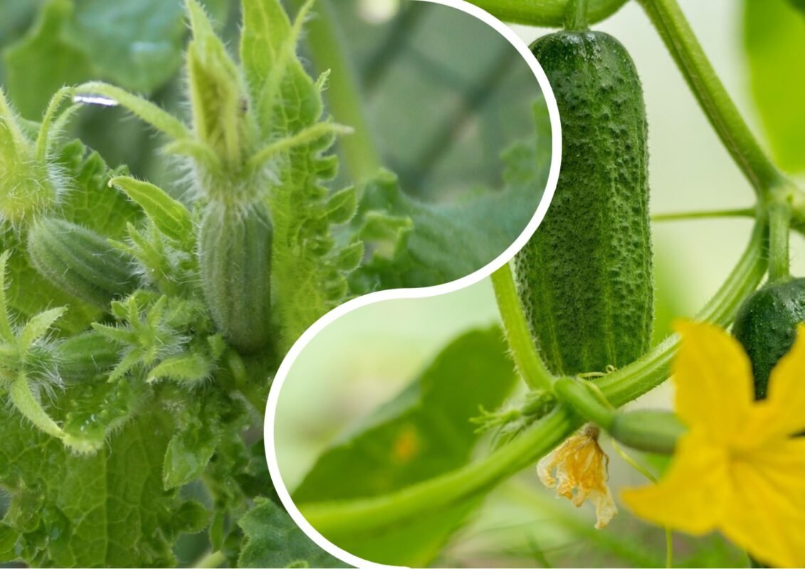 Аграрії розповіли, в який час доби краще сіяти огірки на відкритих грядках