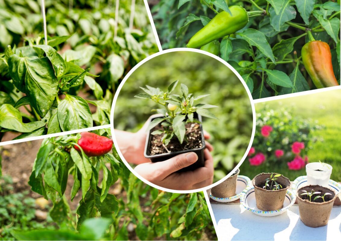 Експерт розповів, як отримати рекордний врожай перцю