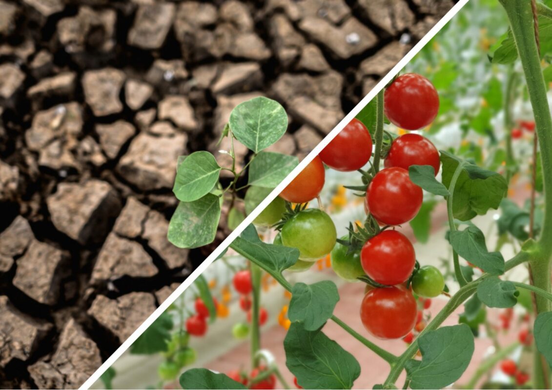Аграрії назвали 3 посухостійкі сорти помідорів: вони добре переносять погодні зміни