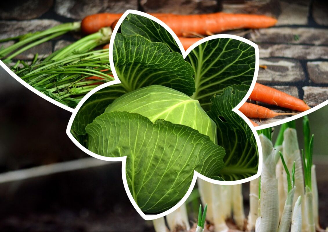 Агрономи розповіли, які рослини можна висадити на початку червня