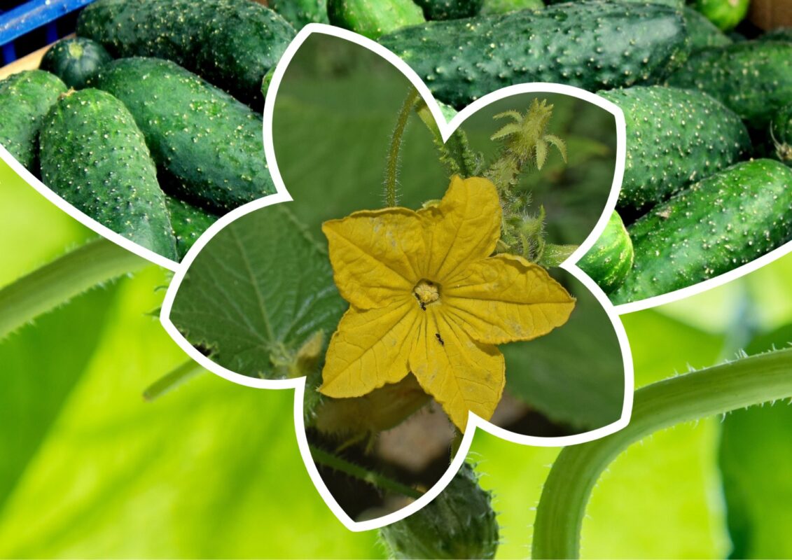 Городники Київщини назвали 2 сорти огірків, які саджають влітку