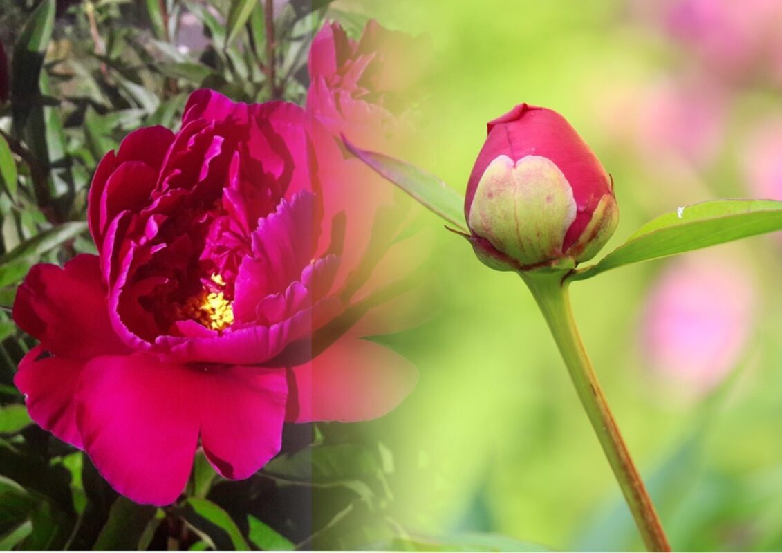 Квітникарі розповіли, чому півонія не розпускає бутон