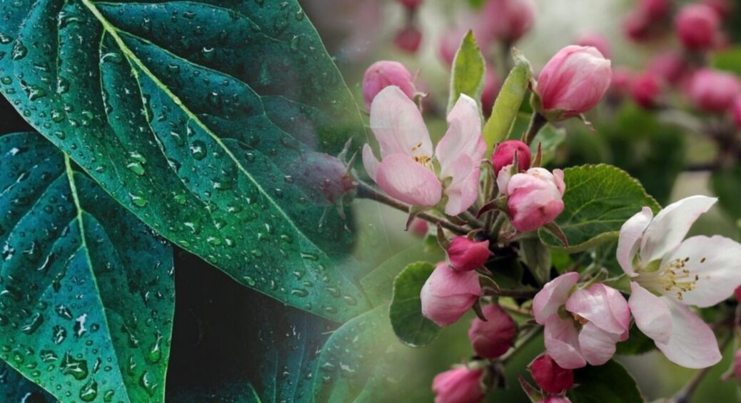 Заморозки в Україні будуть 2 ночі поспіль: температура впаде до -5 – де та коли чекати непогоду 