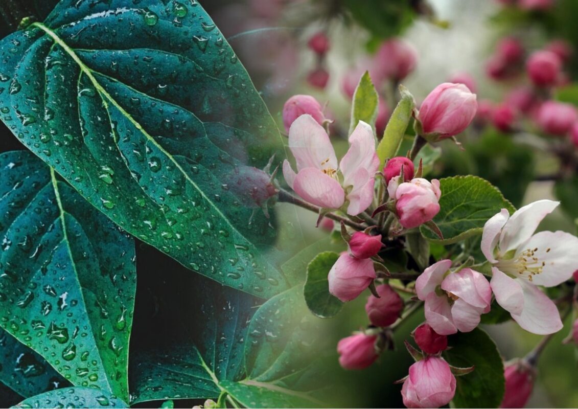 Синоптики розповіли про повернення заморозків до України