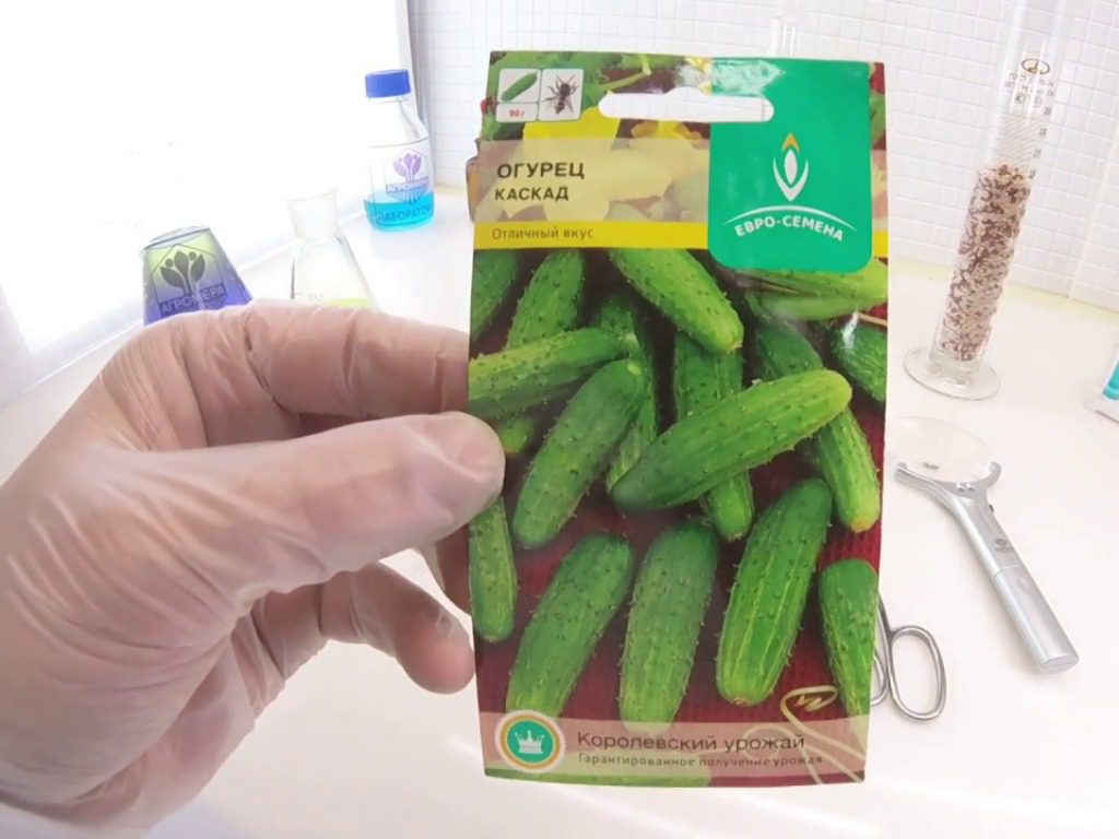 Сорт огірків Каскад для Ужгородської області