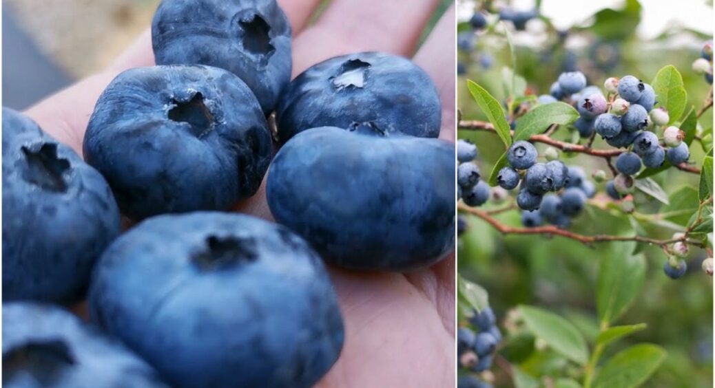 Обираю тільки ці: 3 сорти лохини, які родять відрами – ягоди розміром як сливка 