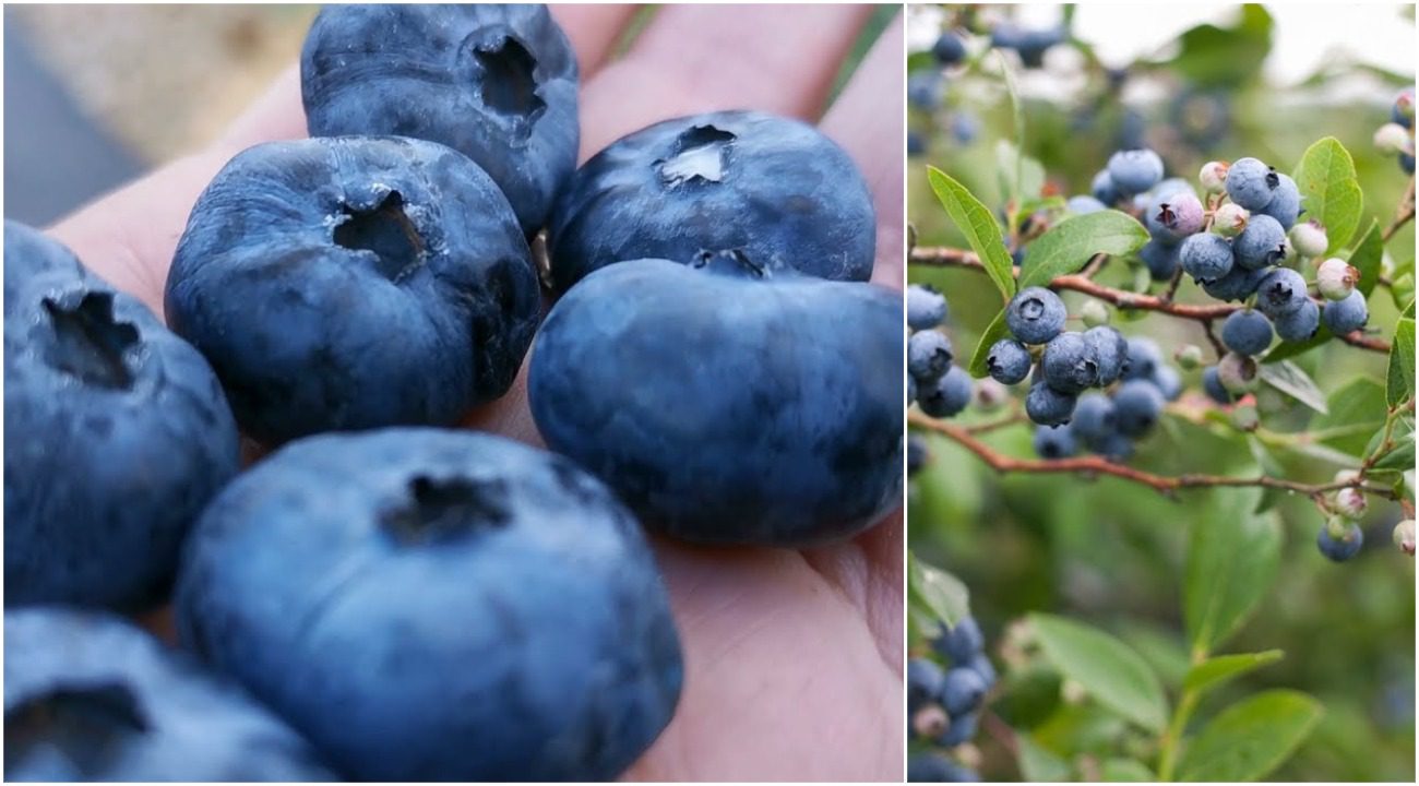  Агрономи розповіли, як отримати 5 кг лохини з одного куща