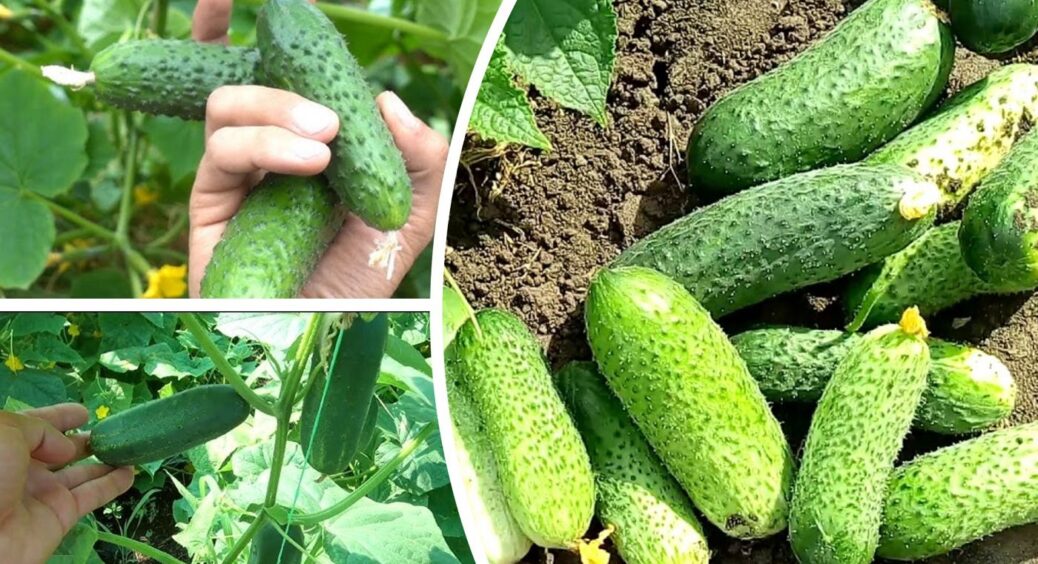 Ці 3 сорти огірків радять агрономи: урожай стабільний навіть у спекотне і посушливе літо 
