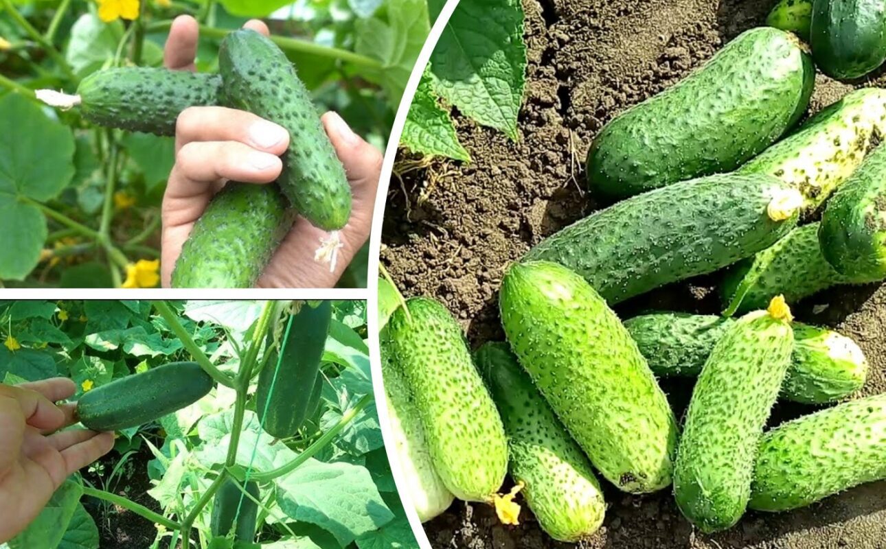  Агрономи назвали 3 найурожайніші сорти огірків