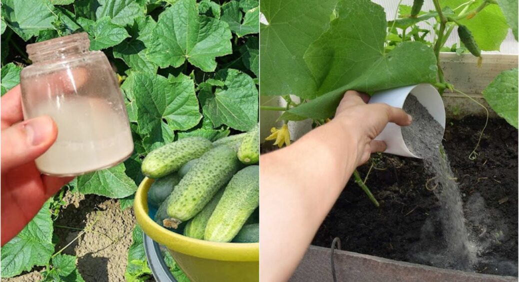 Що краще – зола чи дріжджі? Рейтинг найефективніших підживлень для огірків за версією агрономів 