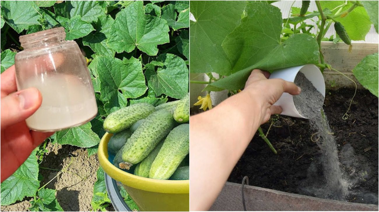 Городники розповіли, чим краще підживити огірки