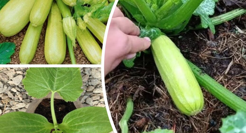 3 сорти кабачків, які не бояться ні спеки, ні холодних ночей – на Закарпатті обирають лише їх 