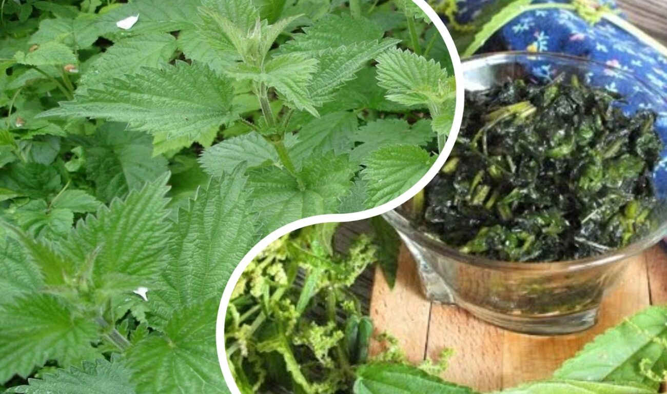 Кулінари розповіли, як заквасити кропиву на зиму