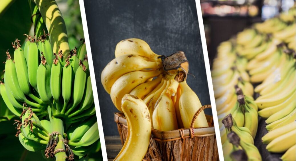 Вчені б’ють на сполох: банани – найпопулярніший фрукт світу може опинитися на межі зникнення 