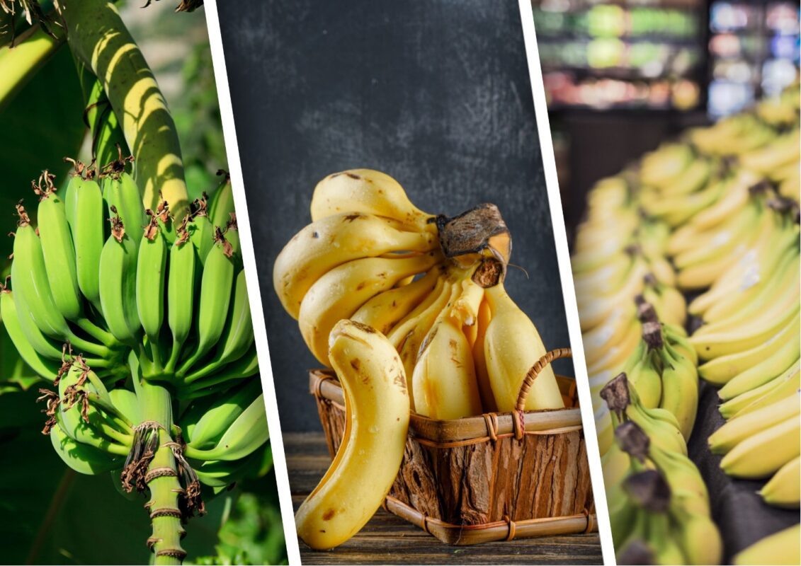 Вчені розповіли, чому банани можуть зникнути з магазинних полиць