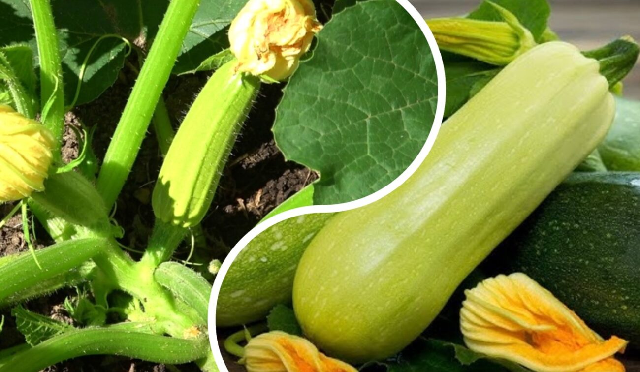 Садівники пояснили, який полив сприятиме щільності кабачків на грядках