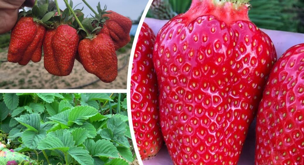 Як вибрати сорт полуниці для себе у 2025 році: рання, велика, солодка – щоб все це було разом 