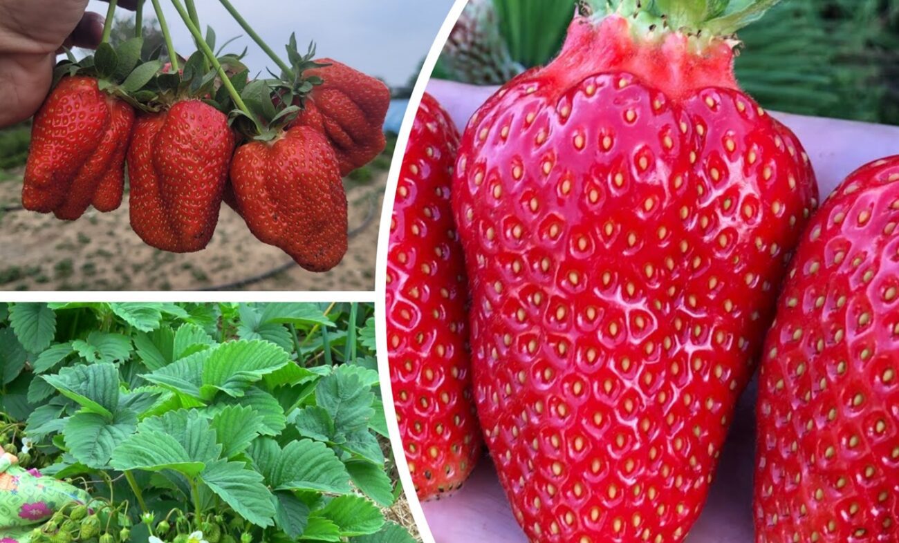 Агрономи розповіли, як виростити полуницю розміром з кулак