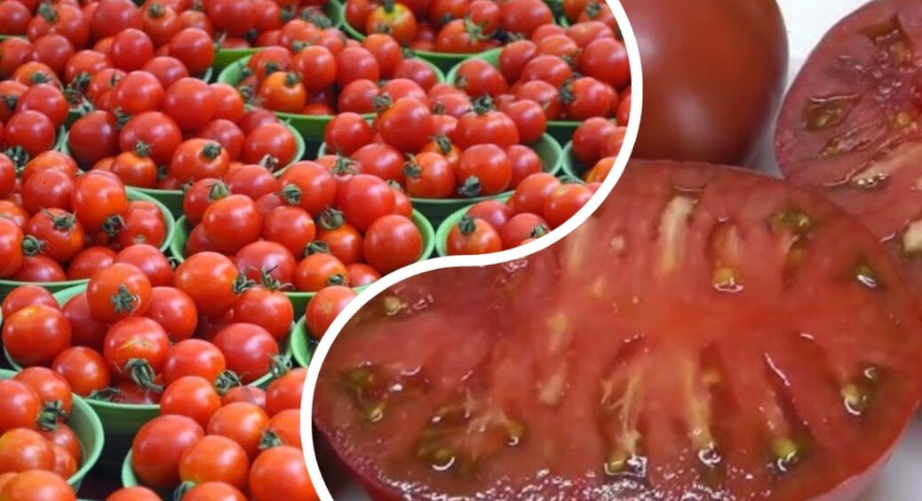 Посадіть це поруч із томатами – зберете шикардосний урожай соковитих “скарбів городу” 