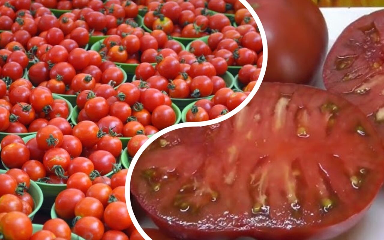 Агрономи розповіли, що посадити біля помідорів, щоб зібрати великий урожай