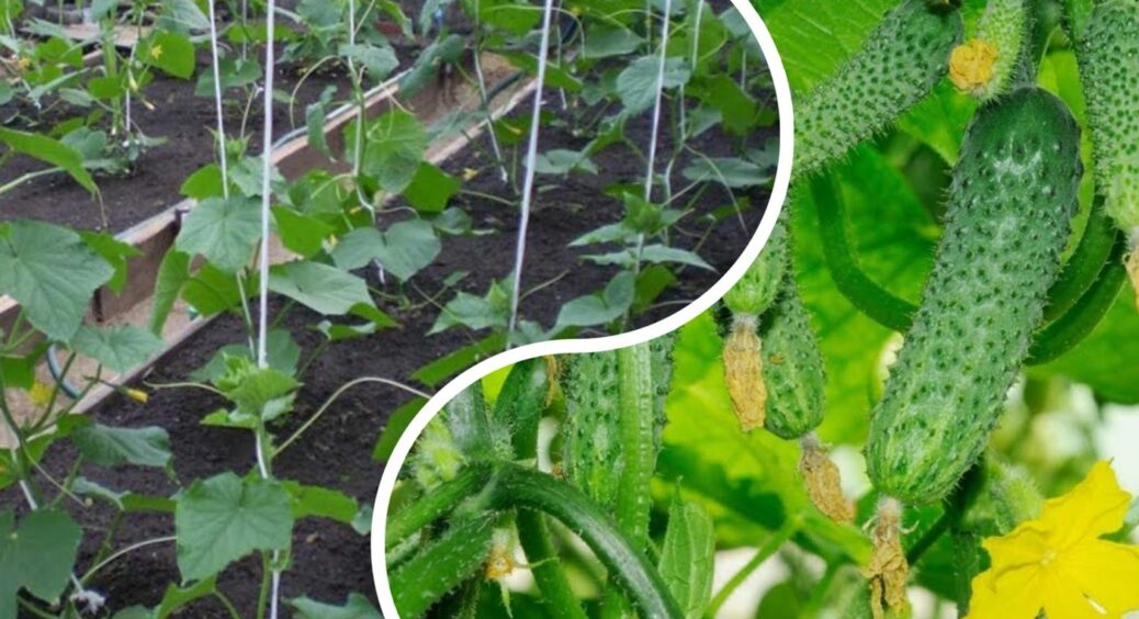 До 30 червня агрономи підживлюють огірки ось так – і врожай на 40% більший, ніж торік 