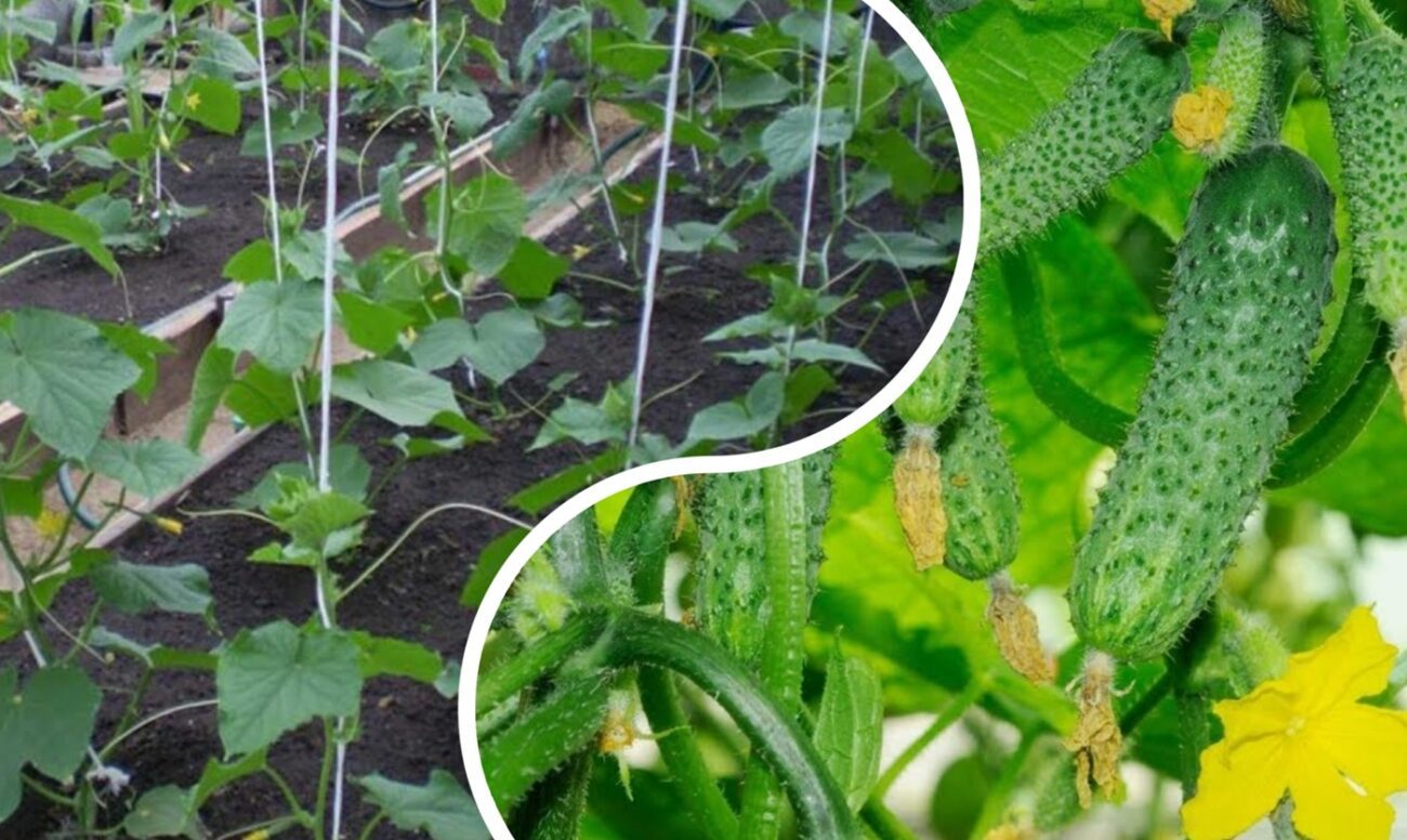Агрономи розповіли, що робити, якщо листя огірків почало жовтіти