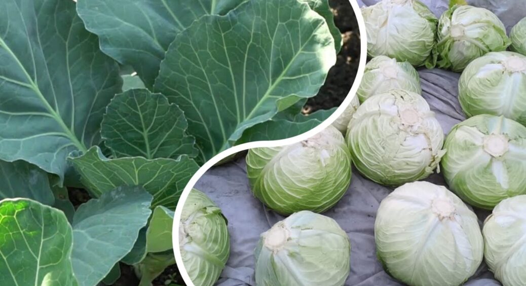 Черкаські городники не ризикують з капустою: садять лише ці 2 сорти – не тріскаються від злив 