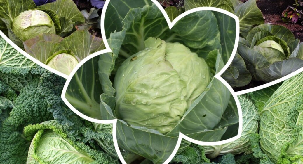 Капуста як у агрономів, а її смак як у найкращої селекції: 3 підказки для розкішного врожаю 