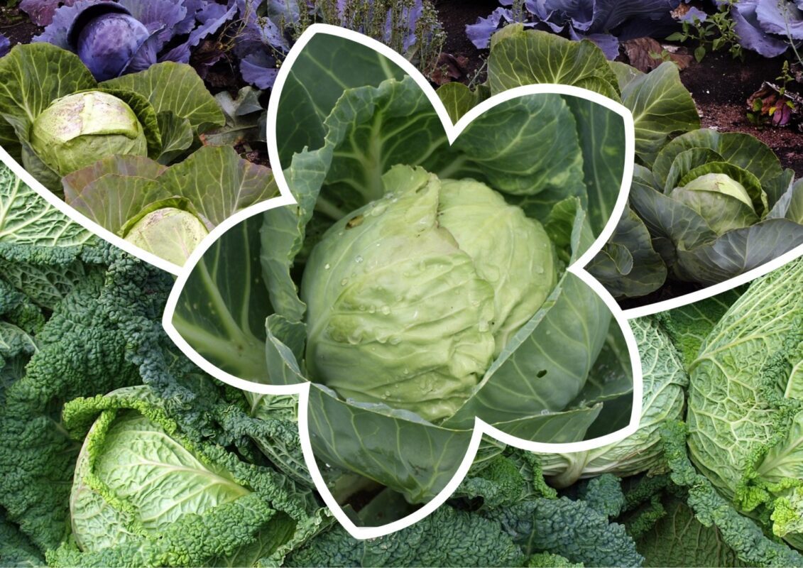 Аграрії підказали, як виростити розкішний врожай білокачанної капусти