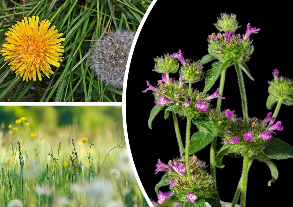 Дачники розповіли, як видалити бур'ян без перекопування ділянки
