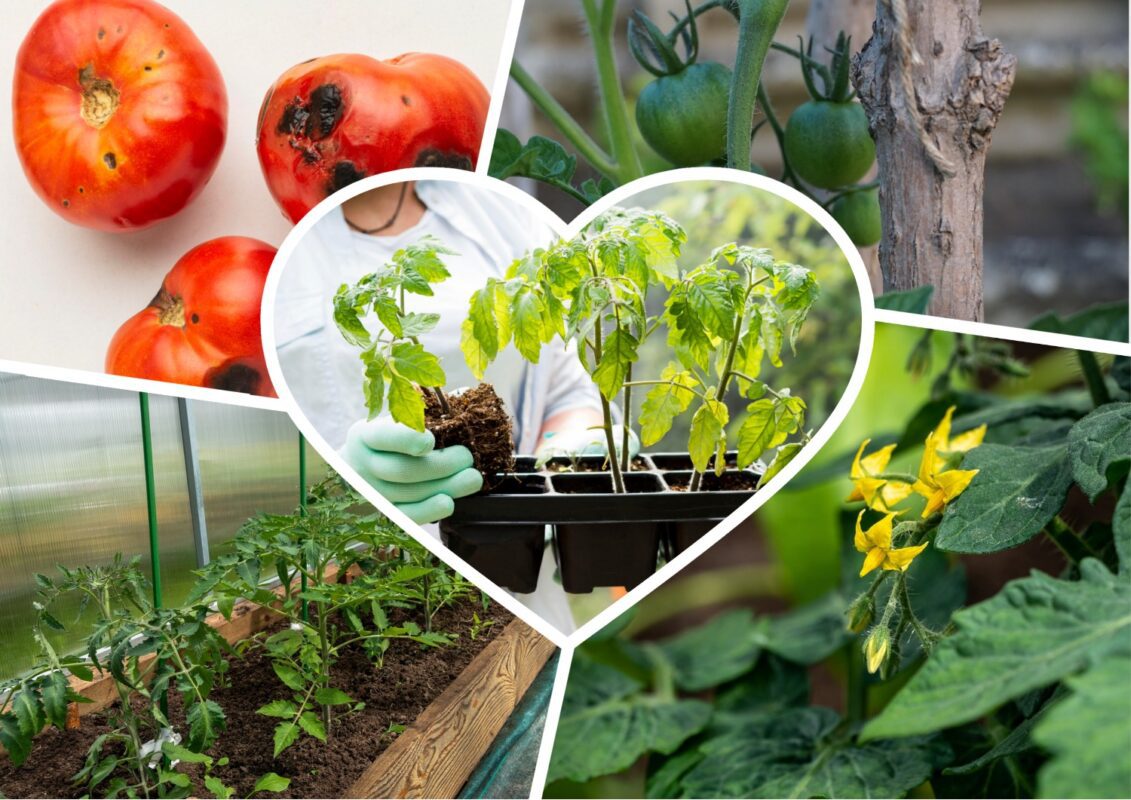 Садівники назвали ідеальний засіб, яким можна обробити помідори фід фітофтори