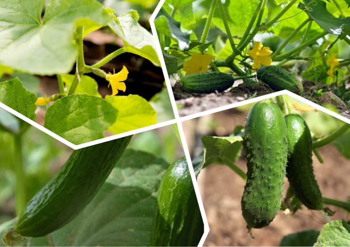 Агрономи розповіли, чому розсада огірків чахне і жовтіє після пересадки у відкритий ґрунт