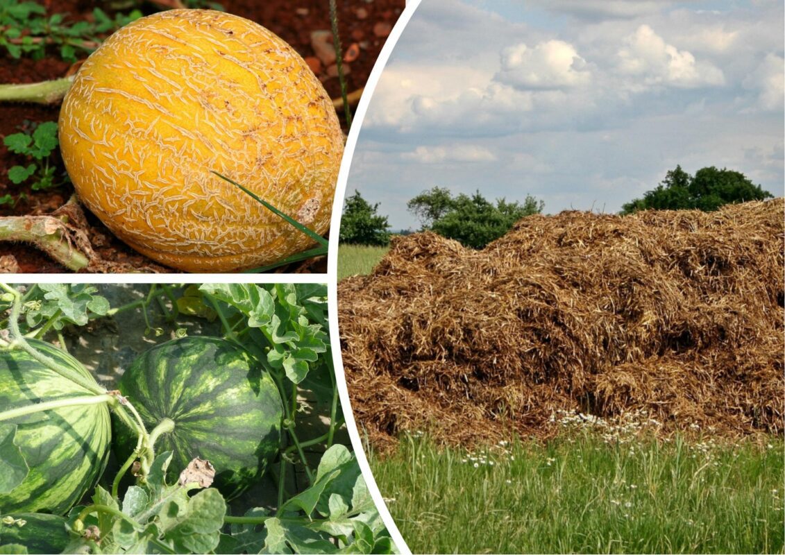 Городники розповіли, чим підживити дині та кавуни для гарного врожаю