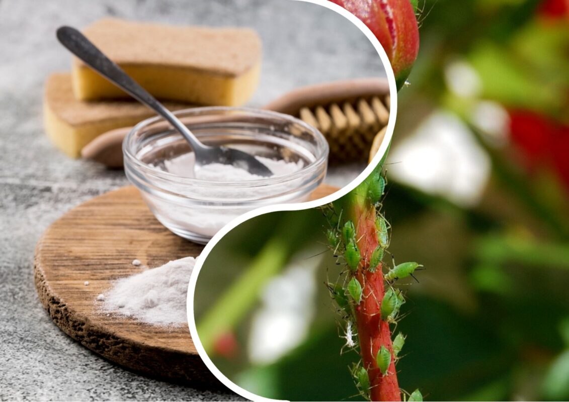 Як прибрати попелицю із саду за допомогою соди