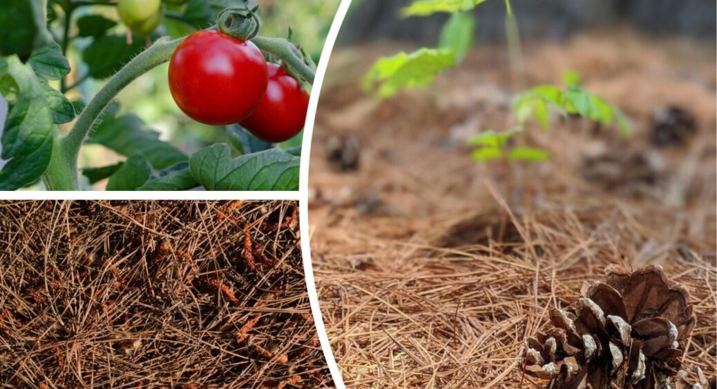 Мульча з сіна виявилась помилкою: що покласти під томати, коли спека – з досвіду минулого літа 