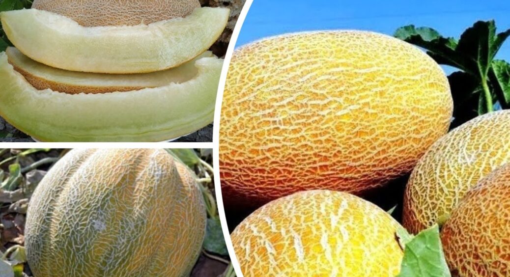 На Херсонщині вже висадили дині: місцеві беруть лише ці 3 сорти, бо солодкі навіть без поливу 