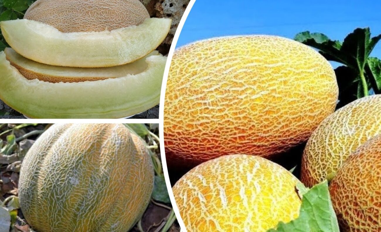 Аграрії розповіли, які сорти дині найкращі для вирощування в Україні