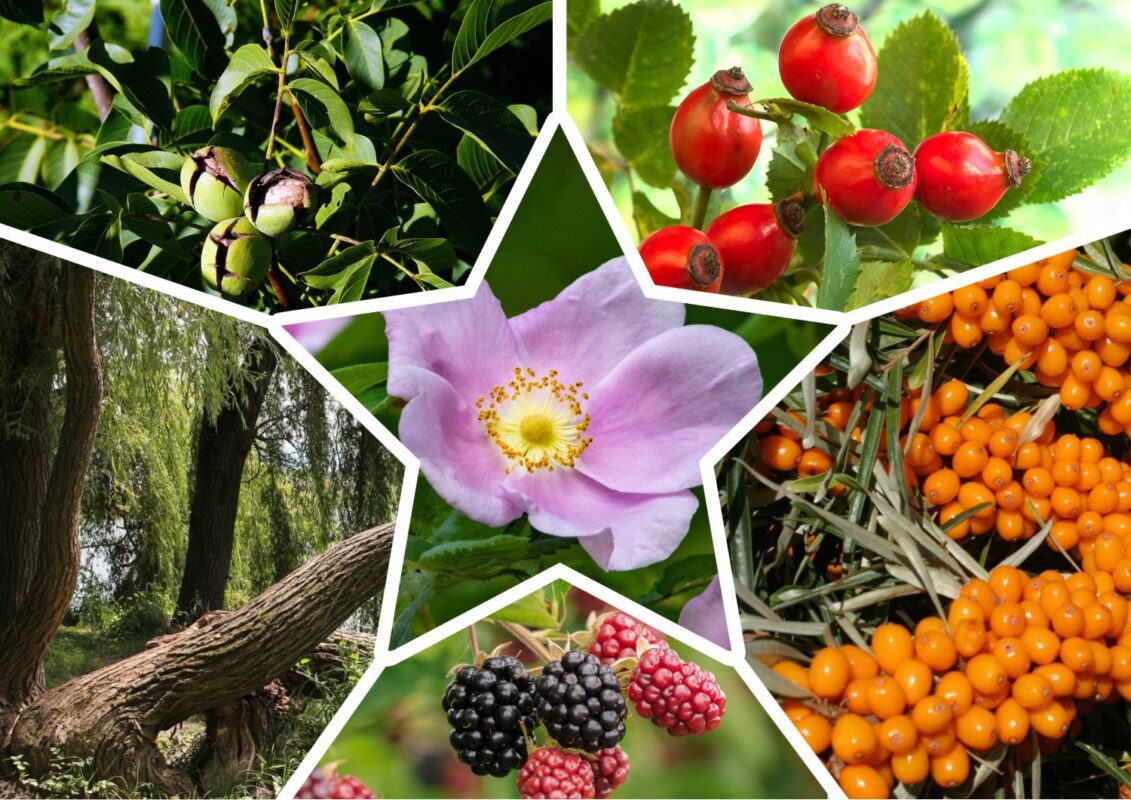 Господиня розповіла, які рослини більше ніколи не посадить на ділянці